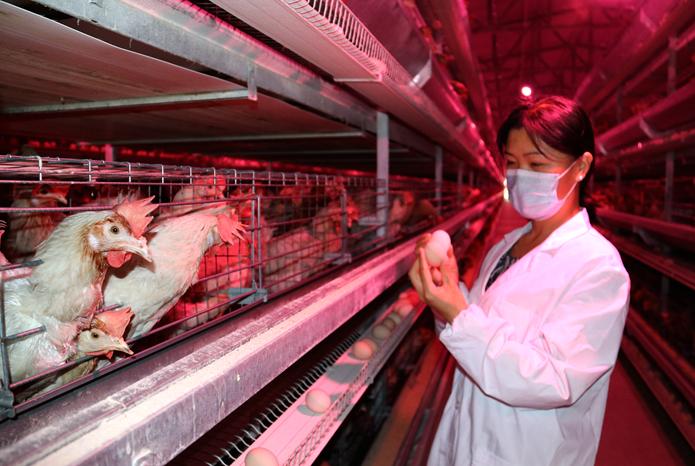 走进乡村看产业:小鸡蛋孵化致富大产业