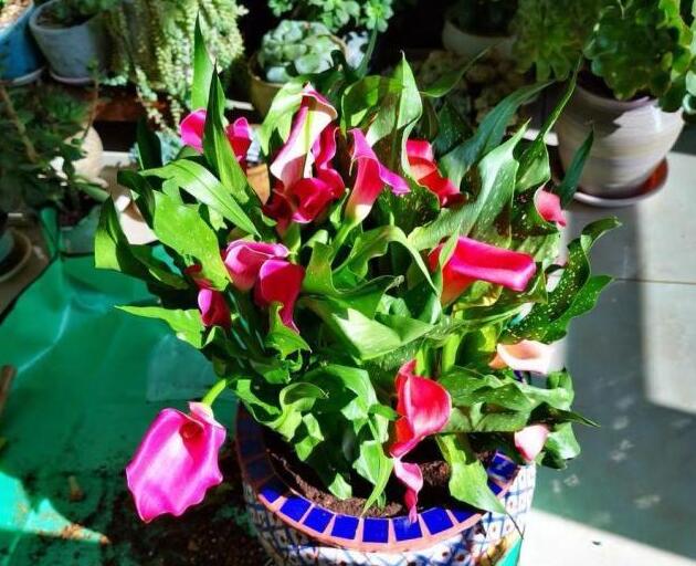 这4种花1月份就开花,3月开始5种花随便养开花多长得快