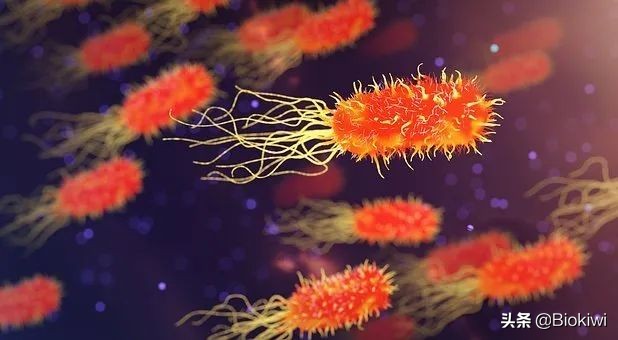 你不只是人，还是一个“超级生物体”