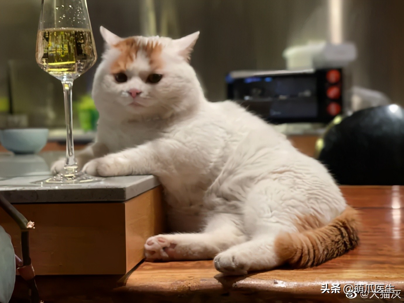 全网最可爱猫整天撒娇卖萌,全网最委屈的猫