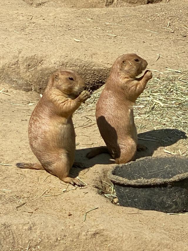 探访华盛顿动物园,波士顿公园周边游