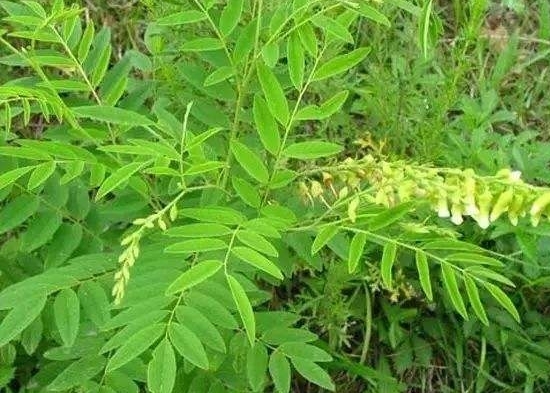 苦参的性味归经功效,苦参生地功效作用与主治