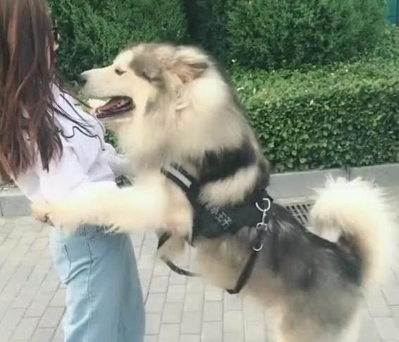 女生真的更喜欢大型犬吗,大型犬为什么会咬人