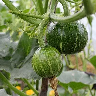 丝瓜黄瓜苦瓜哪种爬藤最茂盛,黄瓜南瓜丝瓜的花多半都不会结果