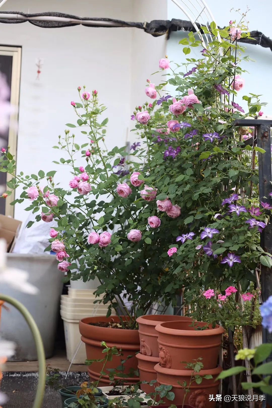 别人做梦都想要的花墙，他早就用铁线莲实现了