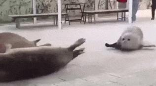 这届年轻人已经饥渴到“吸海豹”了……