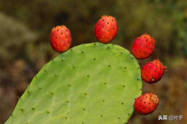 什么样的水果是热带水果,这七种热带水果你知道叫什么吗