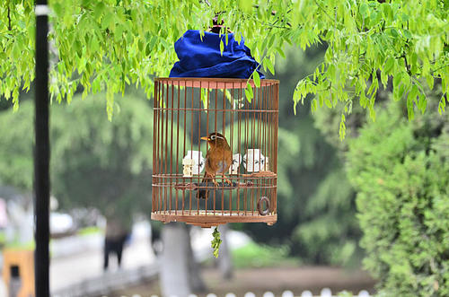 画眉不叫用什么饲料好,画眉科普知识
