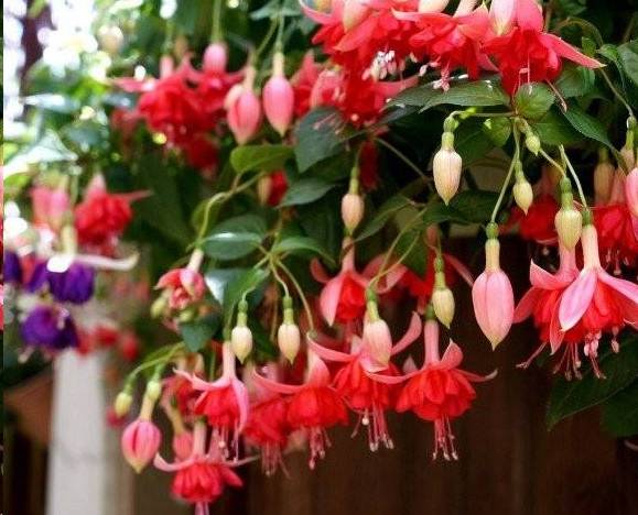 倒挂金钩灯笼花怎么养,倒挂金珠怎么养
