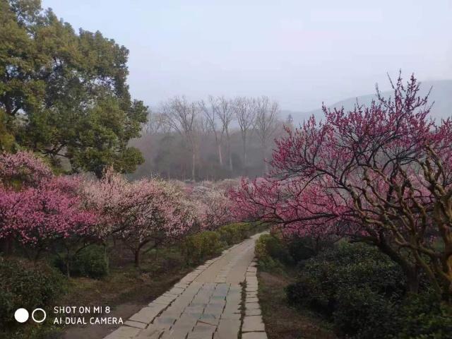 梅花山小梅山,南京梅花山和第一梅山有区别