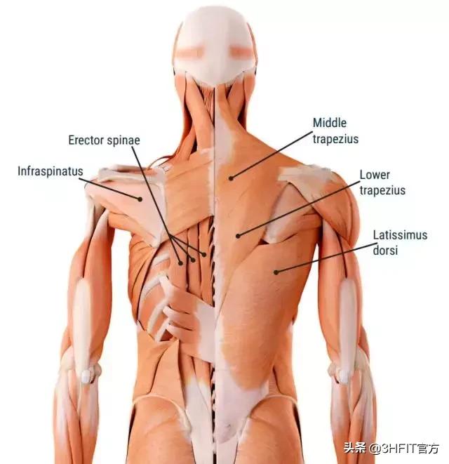 最好的背部训练动作是什么,最好的背部训练动作绳索划船