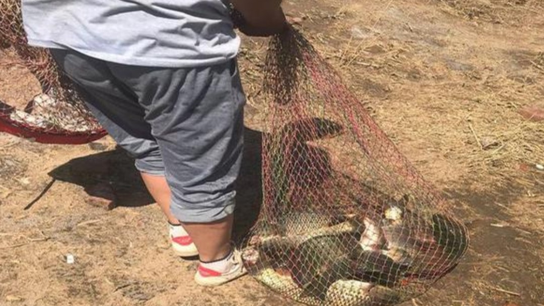 钓鱼知识黑坑配方,黑坑大蒜钓草鱼效果怎么样