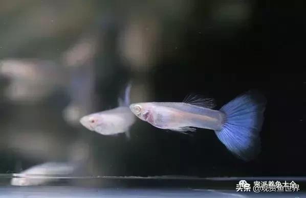 15个孔雀鱼品系图鉴绝美版,15个孔雀鱼品系图鉴