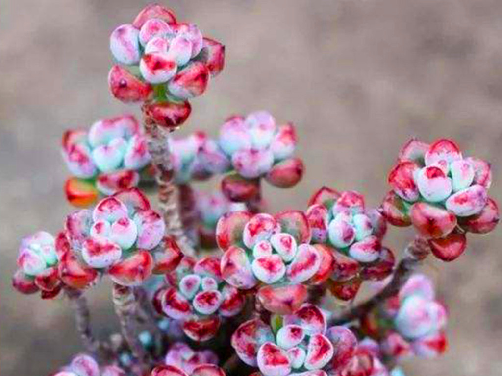 多肉汤姆怎么养,多肉汤姆油画怎么度夏