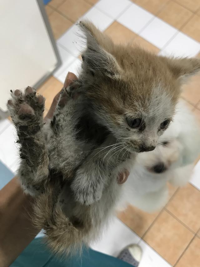 吸猫的科学依据来了,教你如何获得一只猫