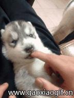 搞笑gif动图国足,武磊单刀射守门员gif动图