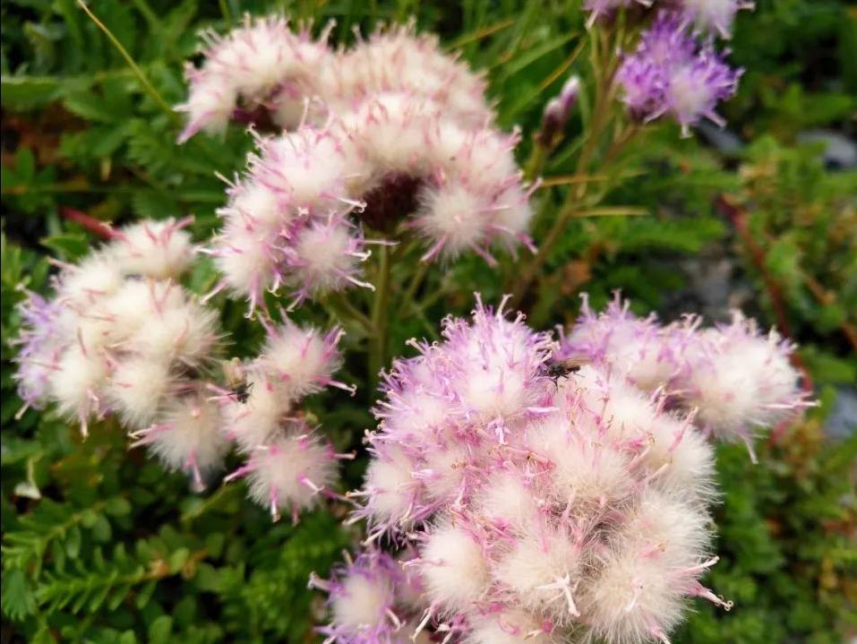 大柴旦翡翠湖位置,大柴旦翡翠湖歌曲