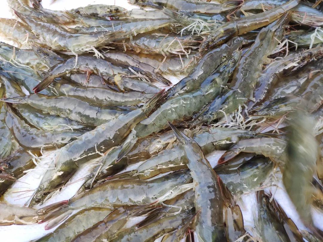 热食柠香南美鲜虾低脂意面,南美鲜虾沙拉优惠团购