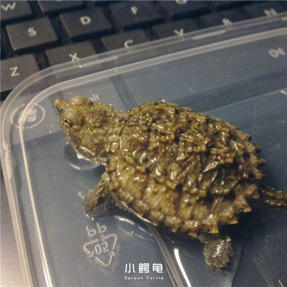 龟突然不吃东西了,龟突然不吃食温度还很好不会冬眠