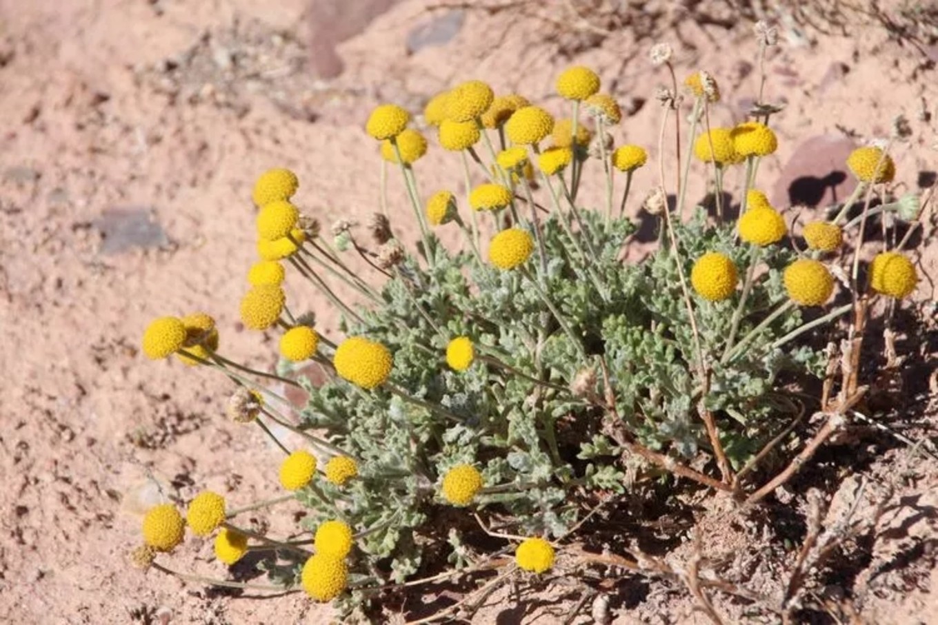 冰沟丹霞距离张掖多远,张掖冰沟丹霞风景区图片