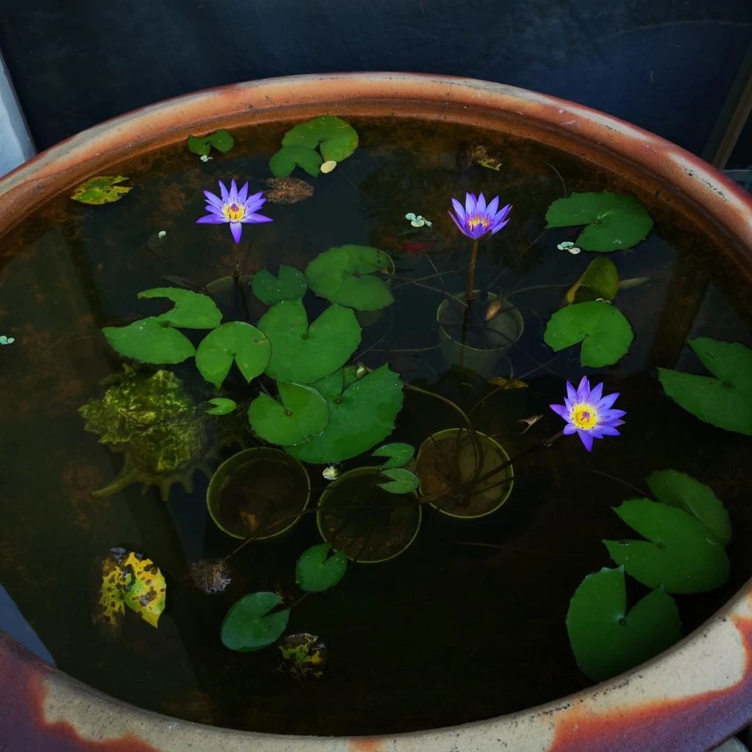 睡莲养在水缸里长虫了怎么办,睡莲长虫但是水里有鱼怎么办