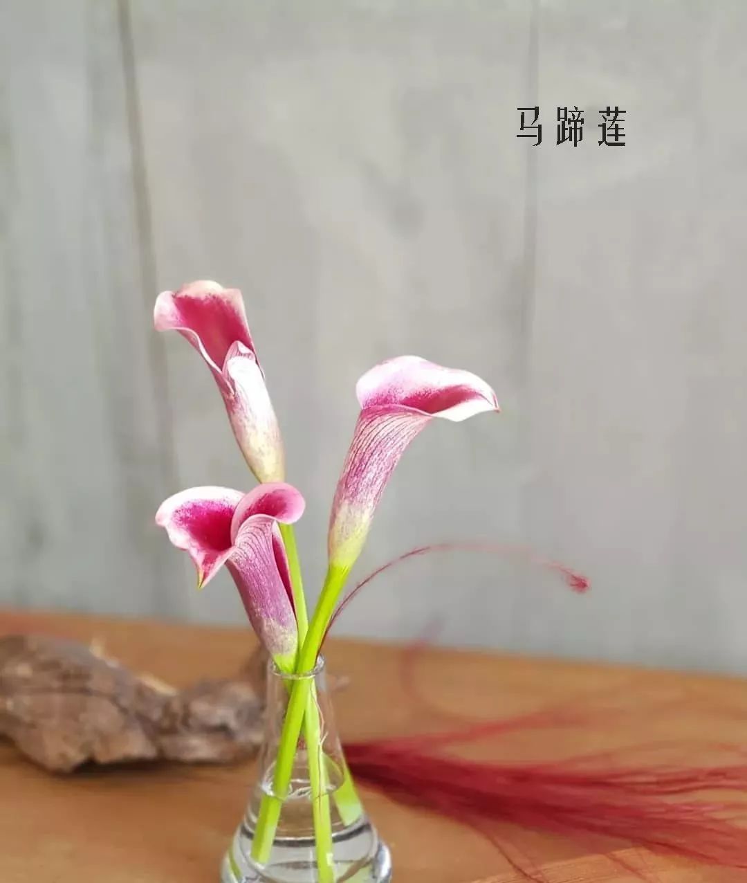 鲜花店常见花材品种大全,花店里同款的两种不同价格的花材