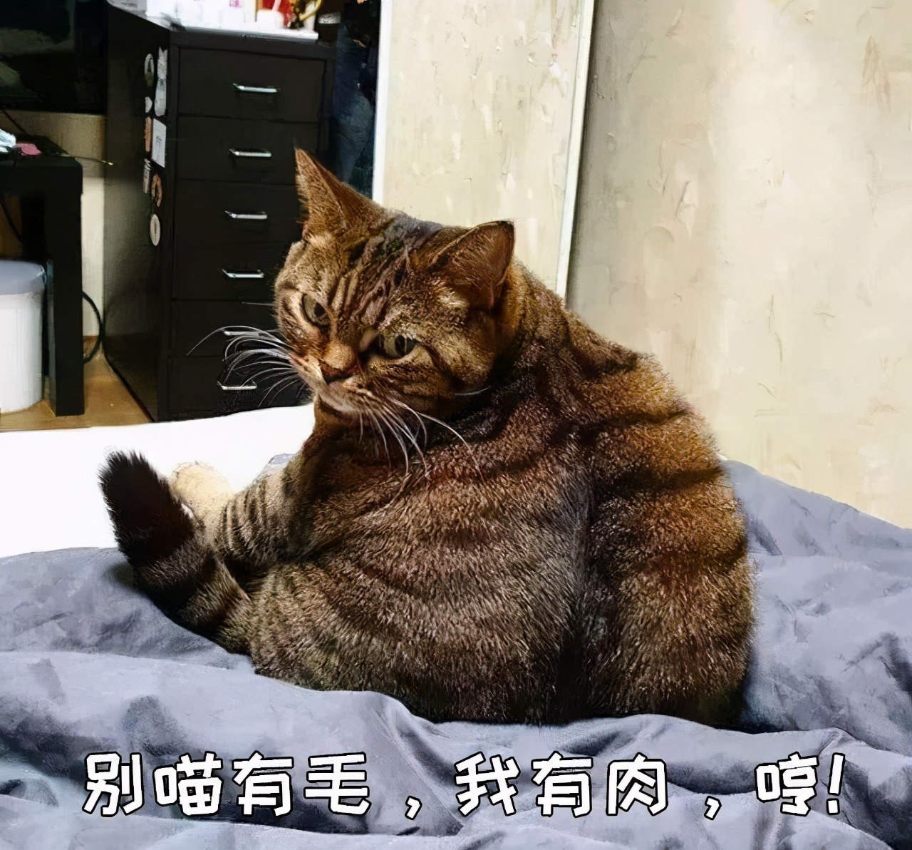 猫咪冬天到底怕不怕冷,为啥猫咪到冬天这么怕冷