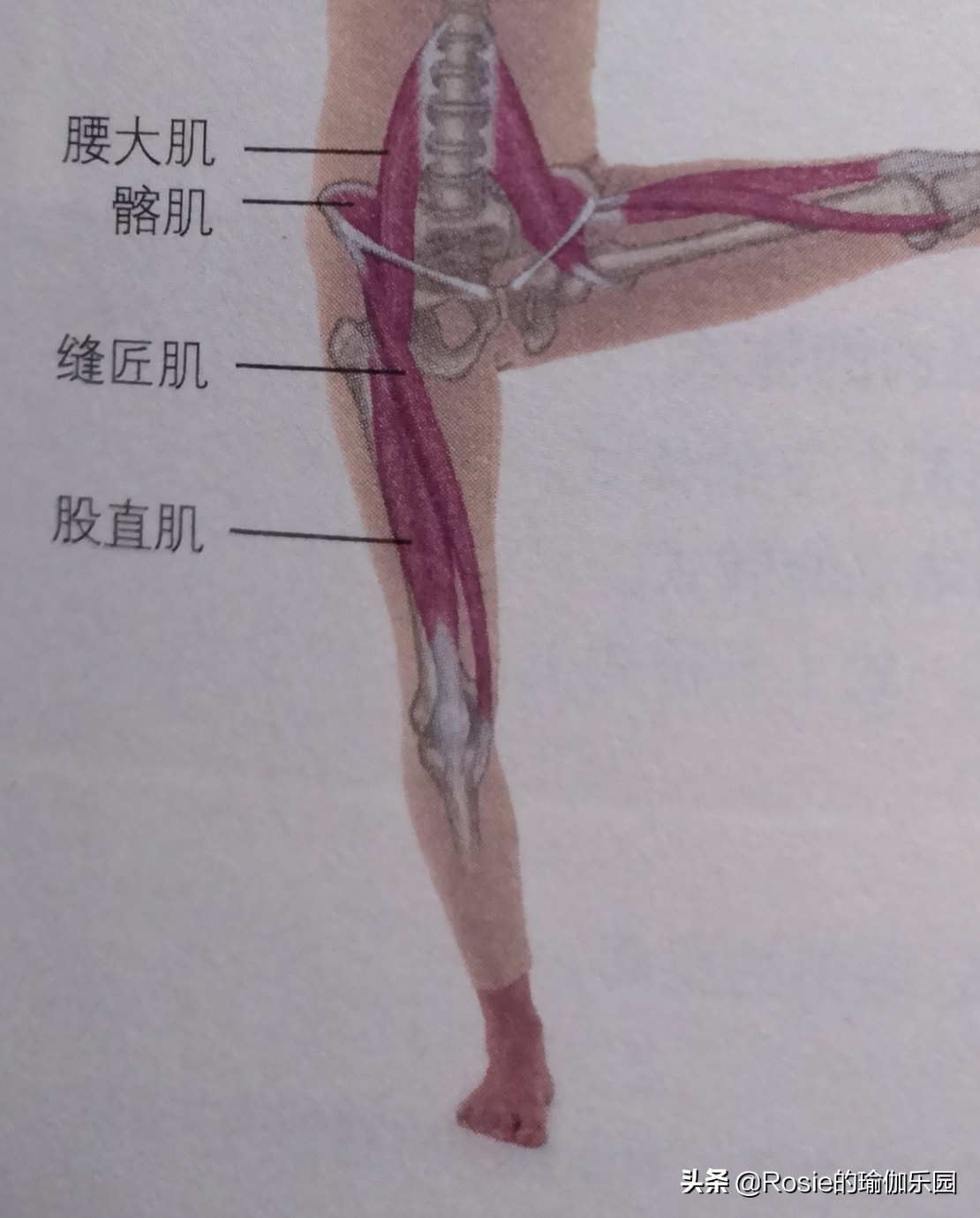 久坐臀两侧不舒服怎样练,臀平怎么练