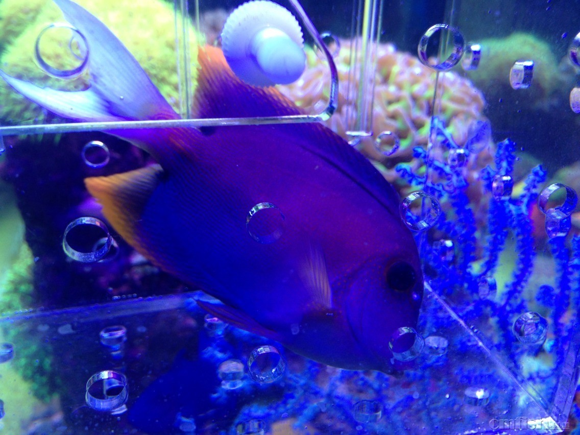 十大最好看的观赏鱼图片大全,十种最漂亮的观赏鱼图片