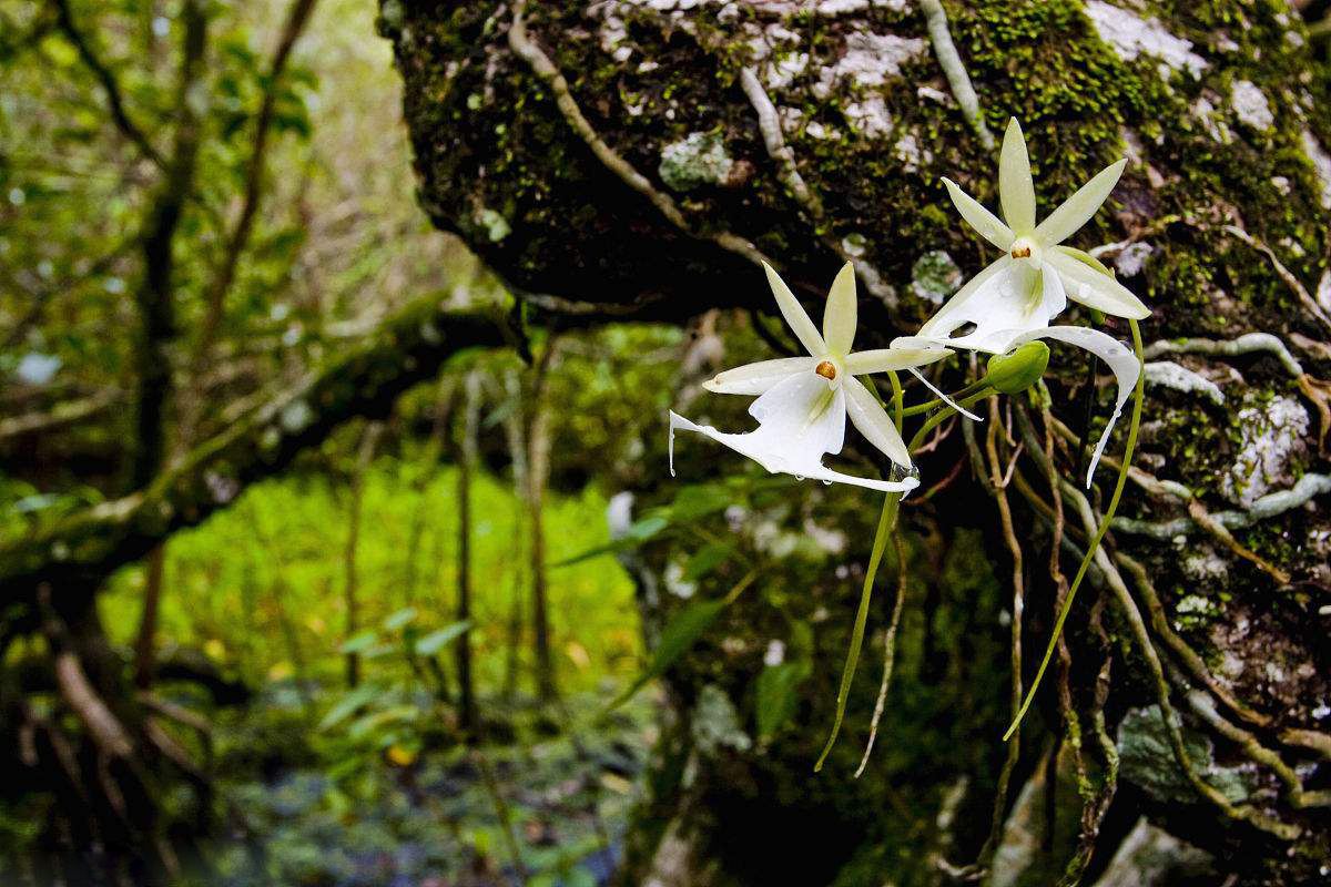 世上最贵的10种兰花,价值500万的幽灵兰花在哪里