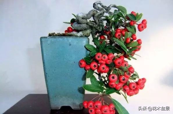 茶桌上养什么盆景植物,最好养的盆景植物推荐