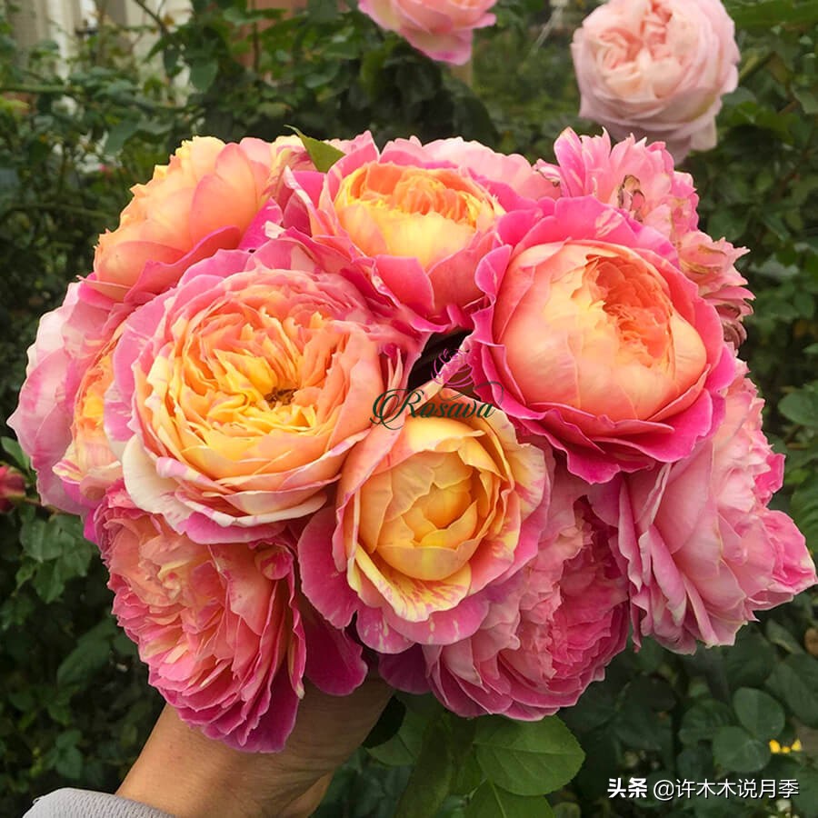 月季病害高清图,12种月季常见病害图解