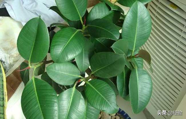 橡皮树黄叶掉叶是怎么回事,橡皮树掉叶的地方还能长出叶子吗