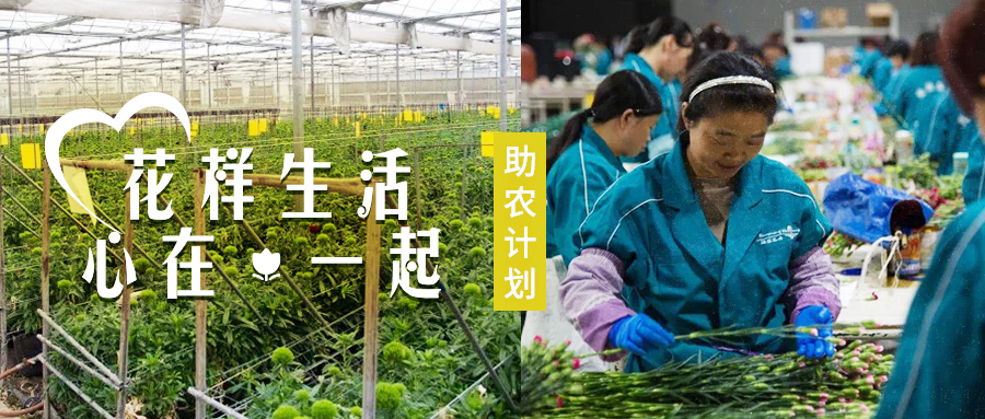 转机！京东鲜花欲打开花卉滞销困局