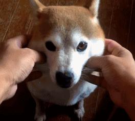 柴犬狗狗真的是通人性的,狗狗柴犬有多可爱呢