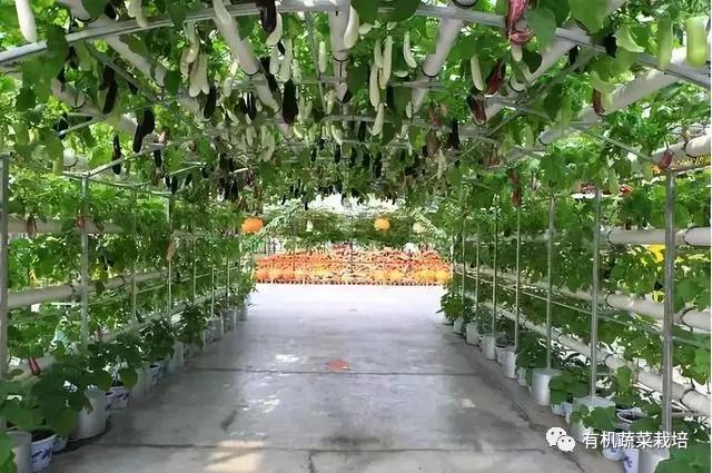 水培蔬菜种植的基础知识,水培蔬菜家庭版水培生菜