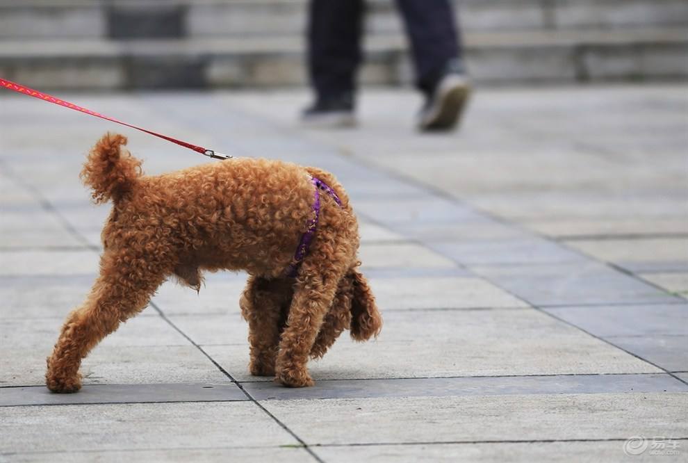 泰迪拒绝进食怎么回事,泰迪拒食