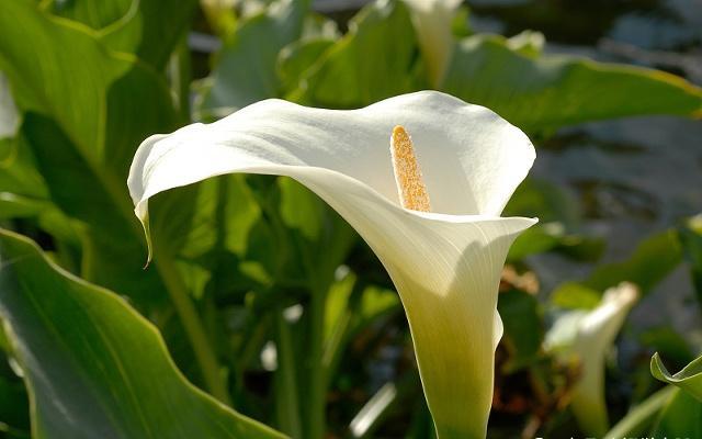 马蹄莲的养殖方法及注意事项,马蹄莲养殖方法与注意事项