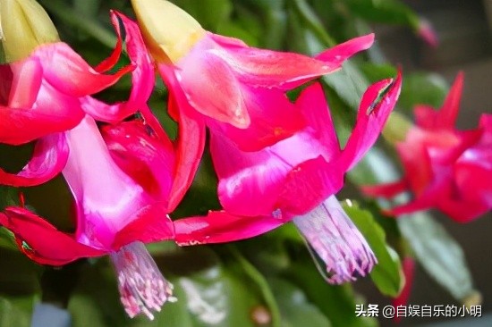 巴西足球给巴西带来了什么,巴西除了足球的历史还有什么历史