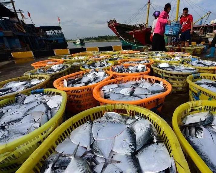 渔民出海捕鱼视频教程,渔民出海打鱼全过程