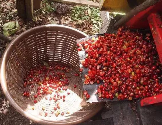 洪都拉斯咖啡豆的产区,咖啡豆洪都拉斯