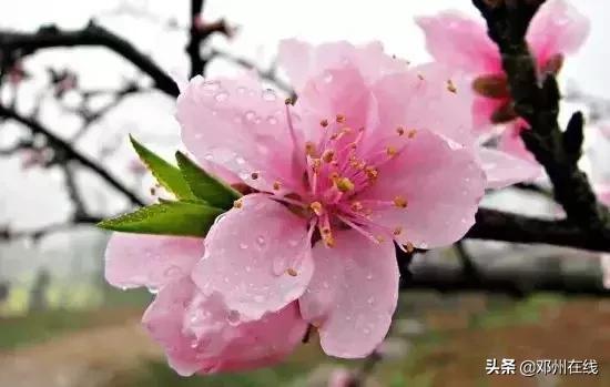 南阳最新重要新闻,河南南阳有什么大事