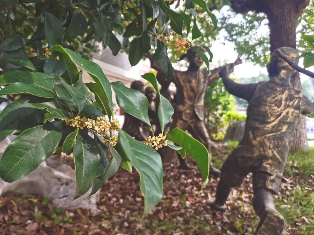 最美的风景美丽的校园,最美的风景就是校园