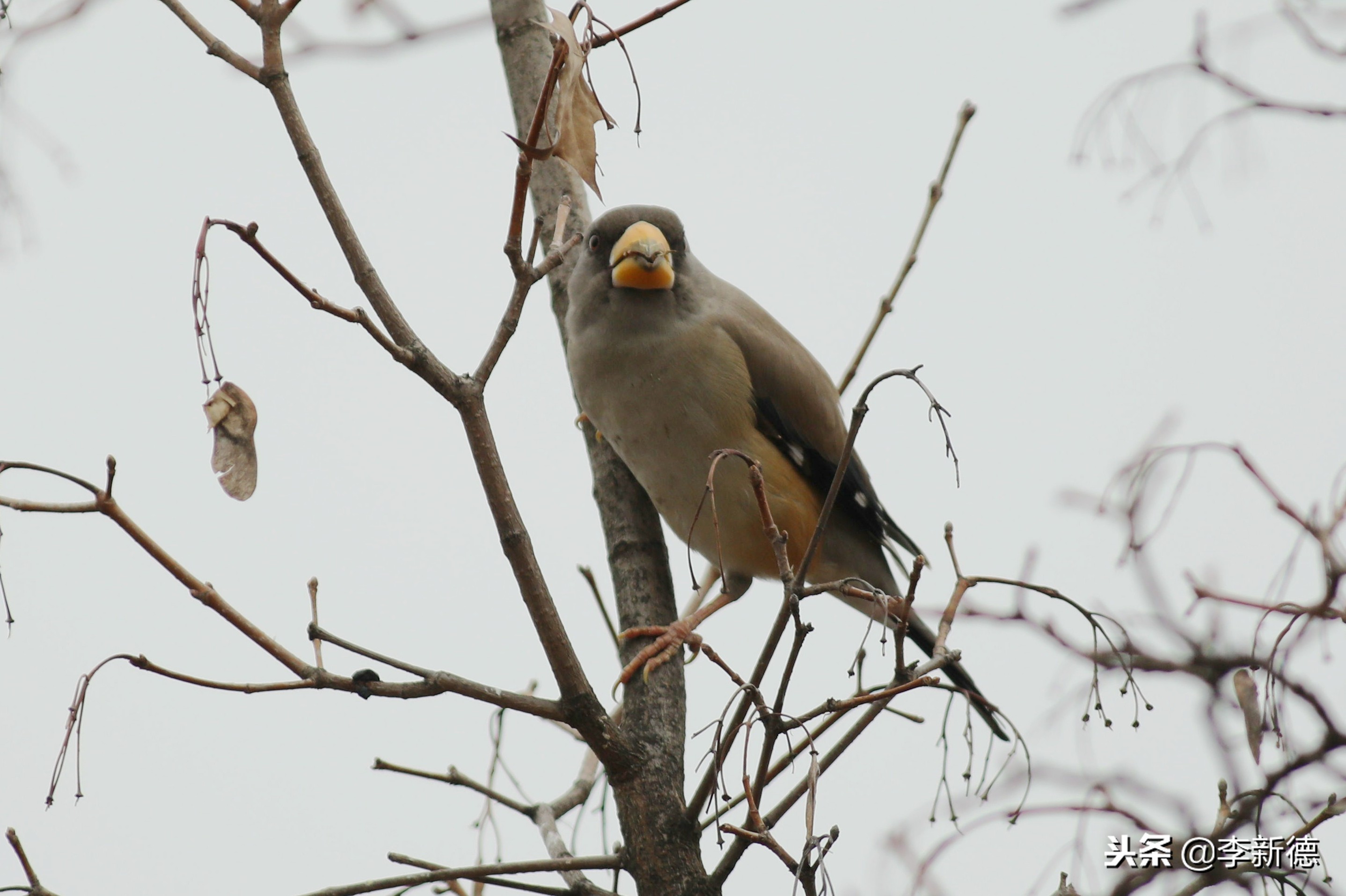 合肥拍鸟的视频,合肥拍到的小鸟
