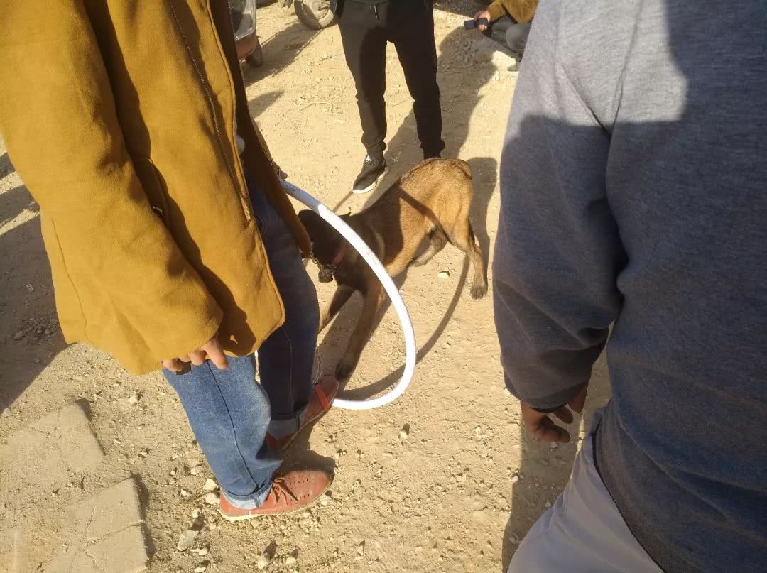 商贩给宠物狗多少钱,训练好的马犬幼犬多少钱