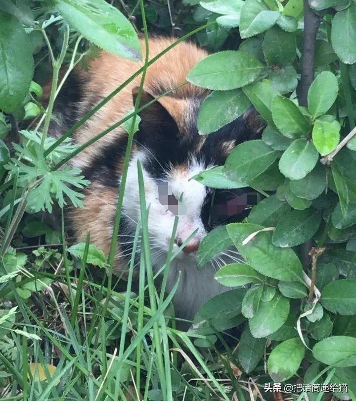 一只猫被另一只打,一只猫被两个人打