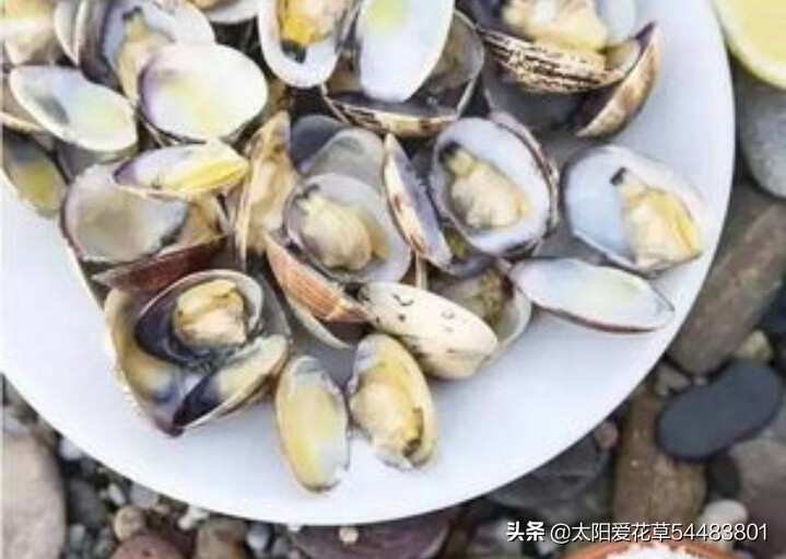 养花在花盆底下垫什么东西最好,养花盆用什么垫底好