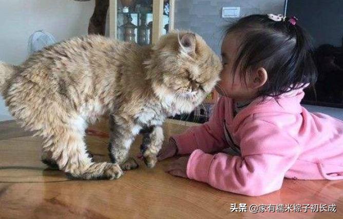 如何对付怀孕母猫,如何化解老婆和家人矛盾