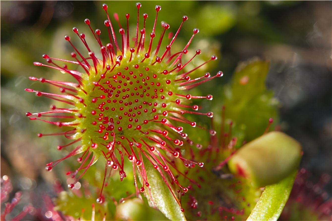 重庆发现能吃虫的菜,昆虫给它授粉不怕被吃?为何它们不怕火灾?