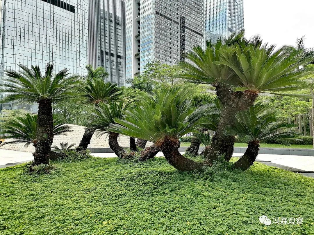 从清茶中飘出来的悠美短文！（文化观察之一O三）